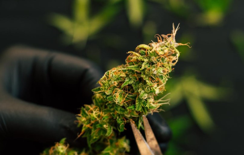 What Is THCV? What Is THCV?